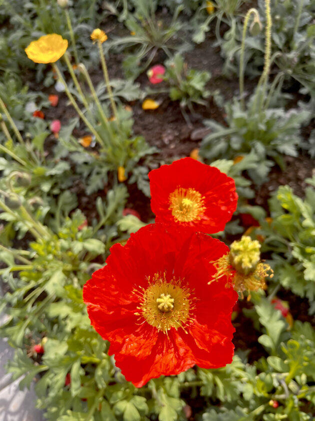 Cool-season flowers that you can plant in September for a spring full of blooms