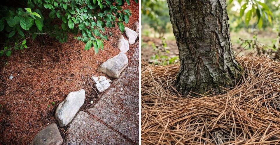 Why You Should Use Pine Needles In Your New York Garden Instead Of ...