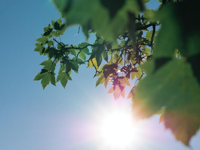 MelcherDallas Daily Weather Forecast