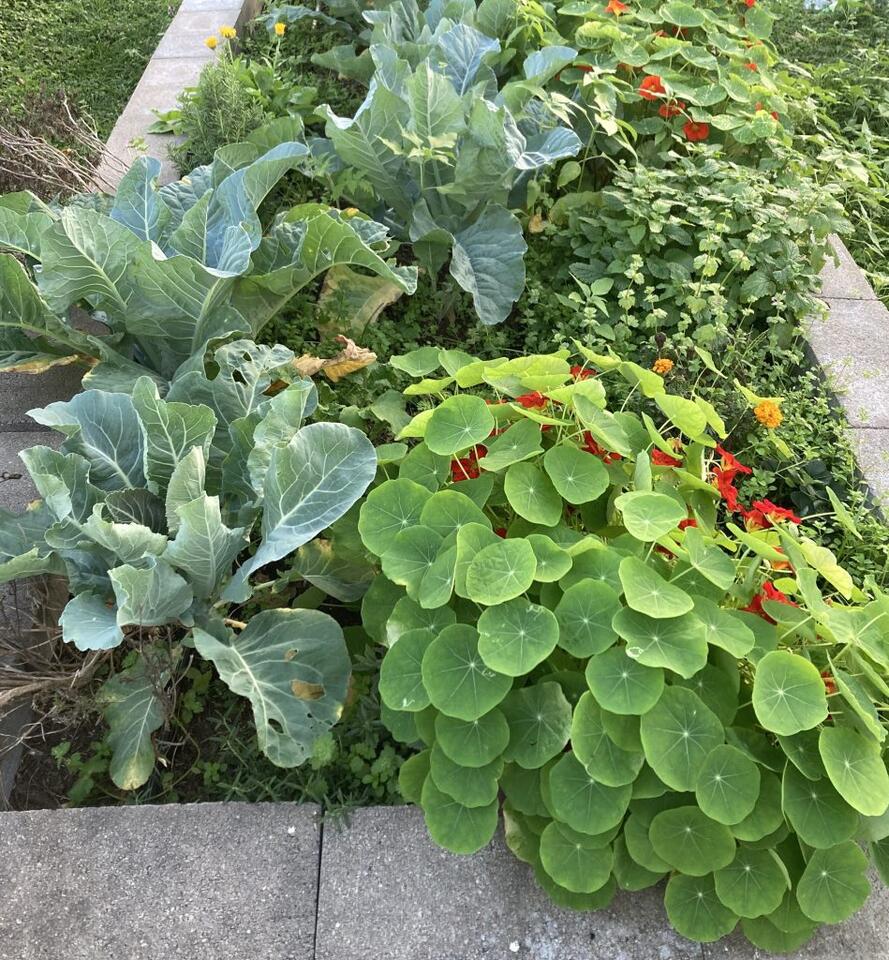 Why Fall is Better, Y’all: Fall Vegetable Gardening