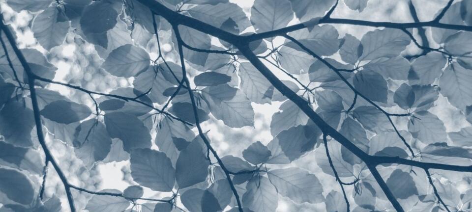 📅 Medicinal Plant Hike on Star Walk Trail at Harrison Bay - NewsBreak