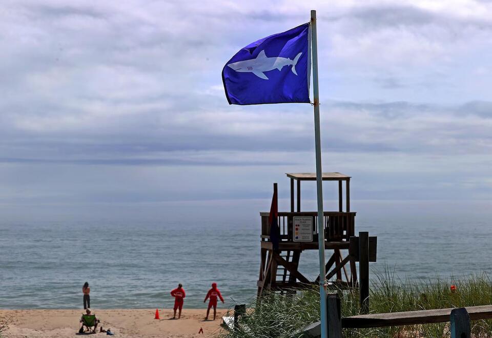 House passes 'Lulu's Law' requiring emergency alert notifications for shark attacks
