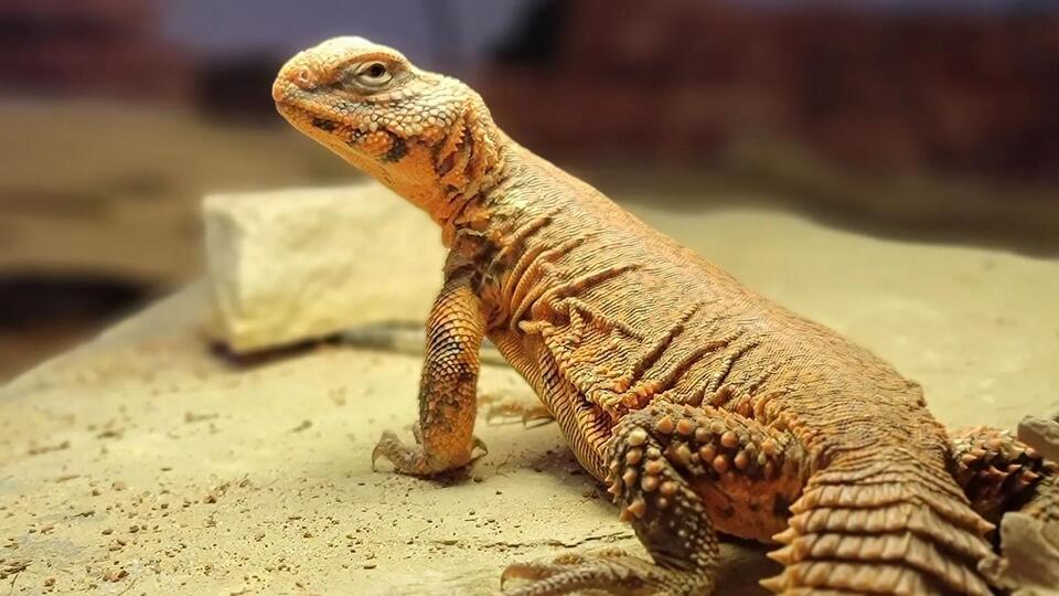 Different Types of Uromastyx Lizards - NewsBreak