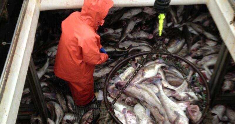 Aleutian Islands state-waters Pacific cod season opens - NewsBreak