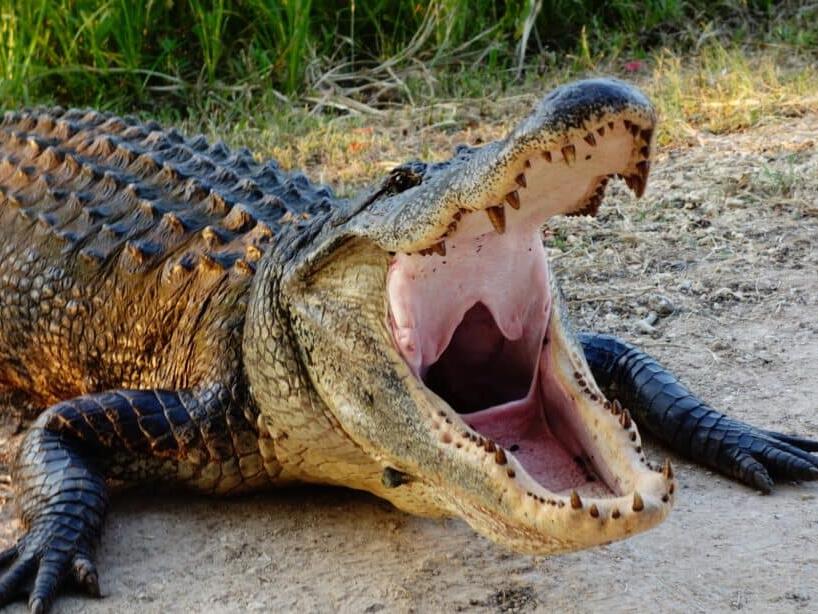 Do Alligators Eat Turtles or Are They Friendly?