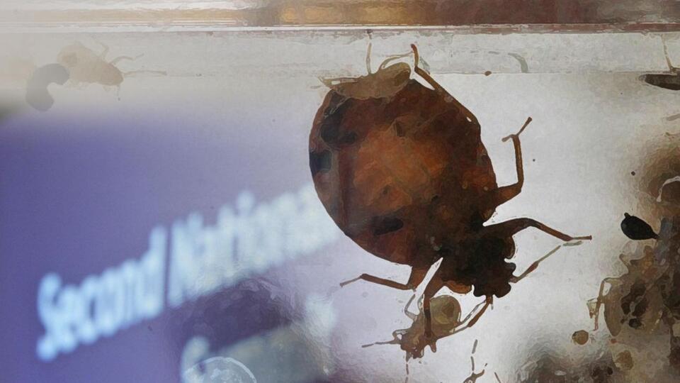 Cool Island Vista Myrtle Beach Bed Bugs Pictures