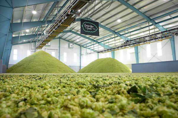 2026 Oregon Hop Harvest Looks Promising For Farmers & Brewers