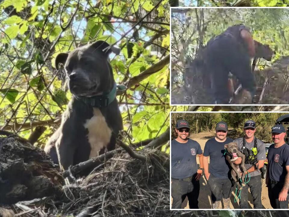 Tennessee dog trapped in tree rescued 3 days after Helene floods