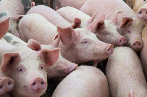 Animal Rights Activist Admits Falsifying Video of University Meat Lab ...