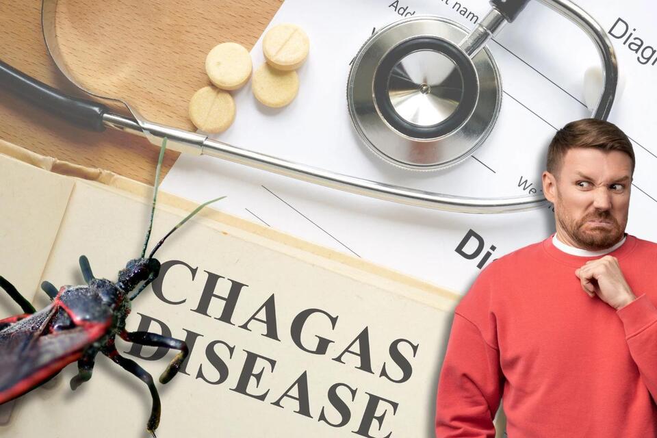 CDC Alert Kissing Bugs Found in Indiana - NewsBreak