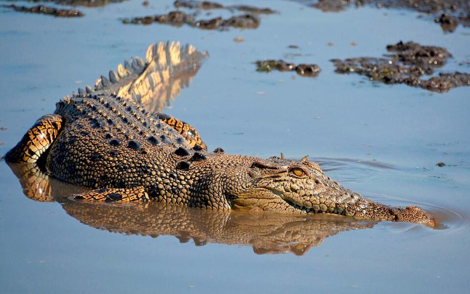 ‘Crocs everywhere’ after floods in northern Australia - NewsBreak