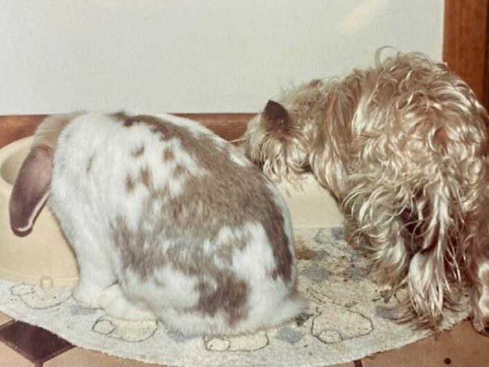 Mack A Big Dog in a Small Package (Part 1)