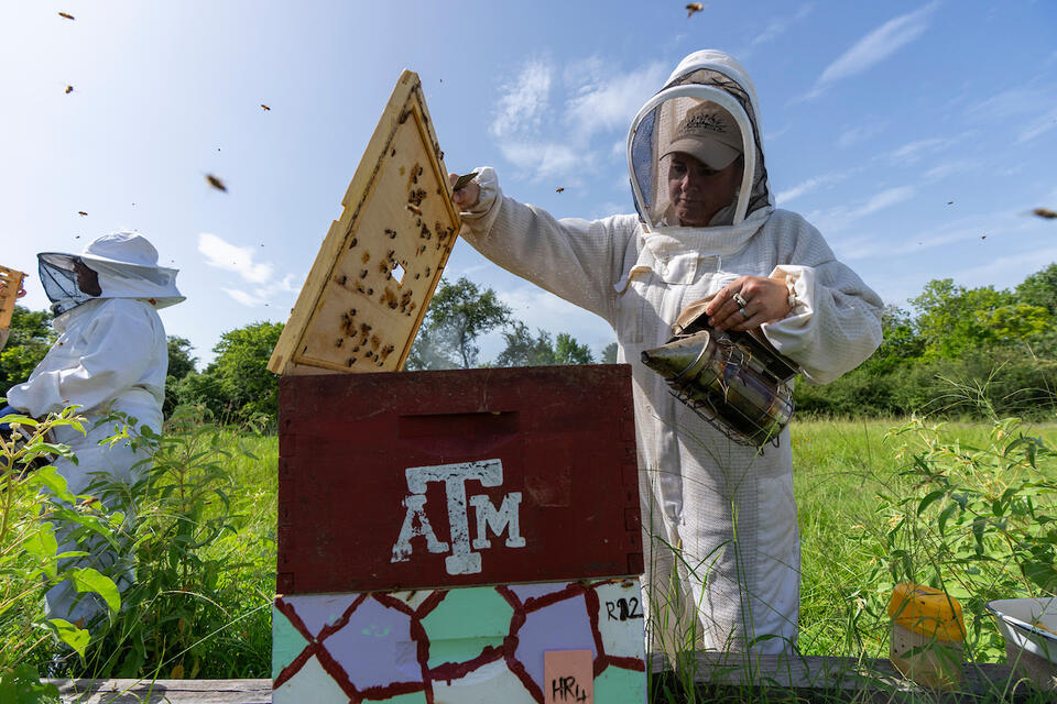 Saving the Queen: Scientists Study Bee Reproduction to Strengthen ...