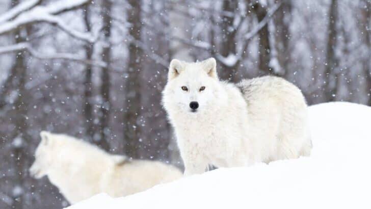 How Arctic Wolves Survive in the Harshest U.S. Winters - NewsBreak