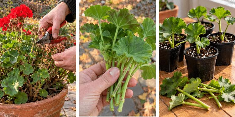 Don’t Throw Away Your Geraniums! 7 November Care Tips to Save Them for ...