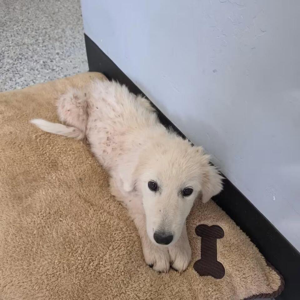 🐶 Gentle Pyrenees Puppies & More Dogs Ready for Adoption in Holbrook ...