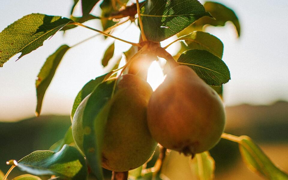 Strong spirits: bearing fruit