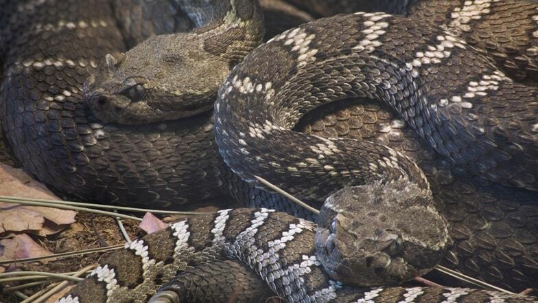 Rattlesnakes feel less stressed with ‘friends,’ study shows - NewsBreak