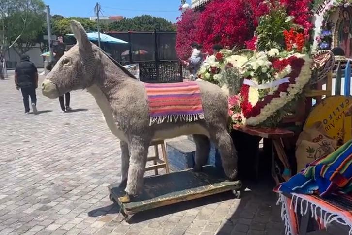 World-famous Olvera Street donkey is being evicted - NewsBreak