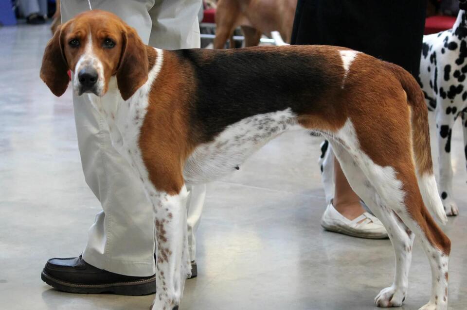 10 Facts about the Rare American Foxhound - NewsBreak
