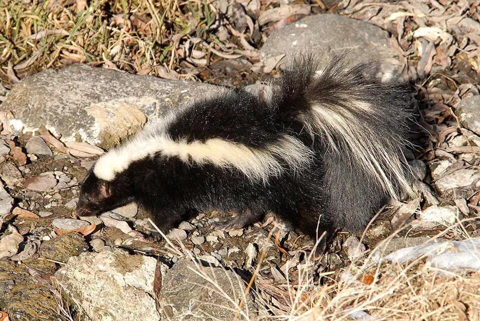 4 Types of Skunks in New Mexico (With Pictures and Identification ...