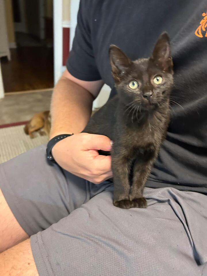 🐱 Playful Kittens Ready for Adoption in Rock Spring, GA - NewsBreak