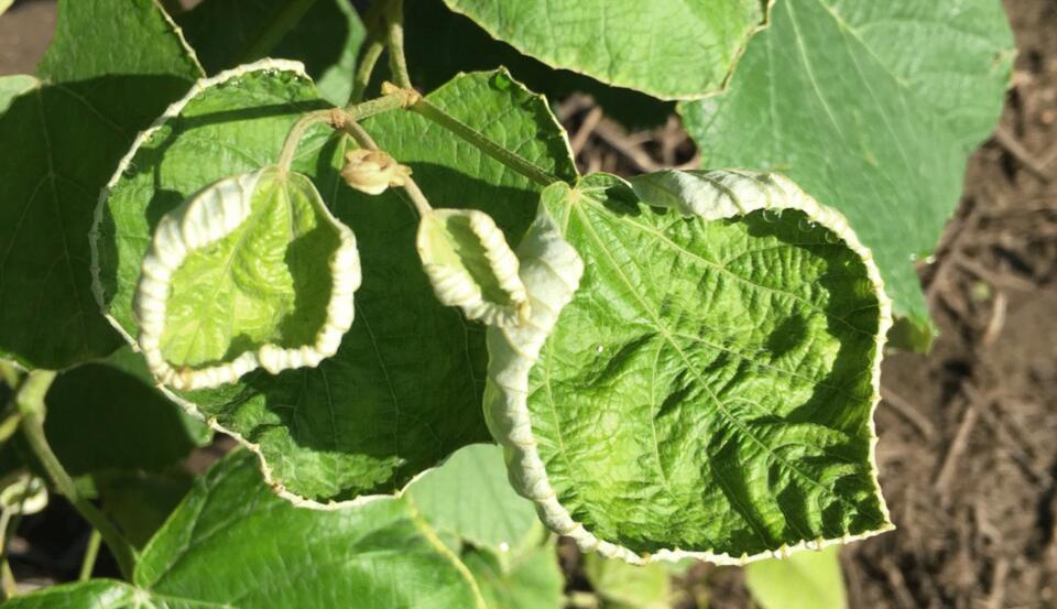 EPA aims to reapprove controversial herbicide. State regulators worry ...
