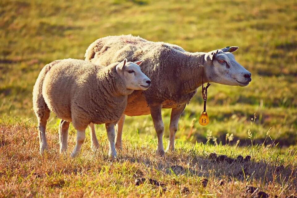 Livestock Biosecurity Requirements in Louisiana Every Producer Should Know