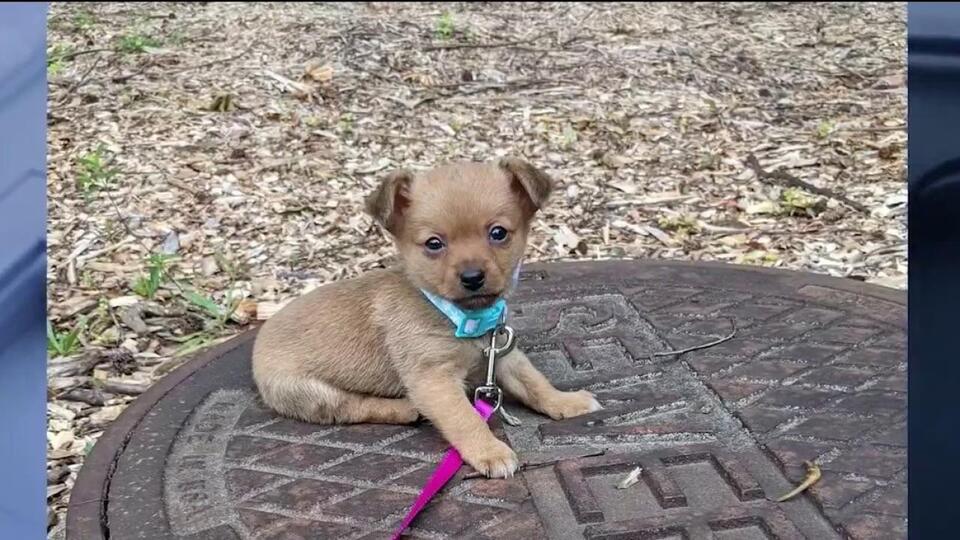 Decomposed pet found on Cartersville doorstep, man arrested - NewsBreak