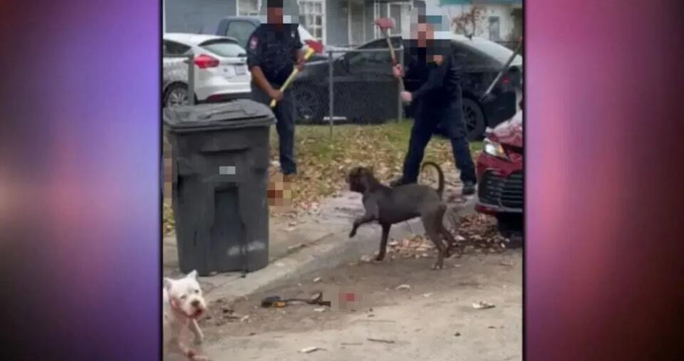 Suspect accused of retaliation for deadly dog attack sentenced to ...