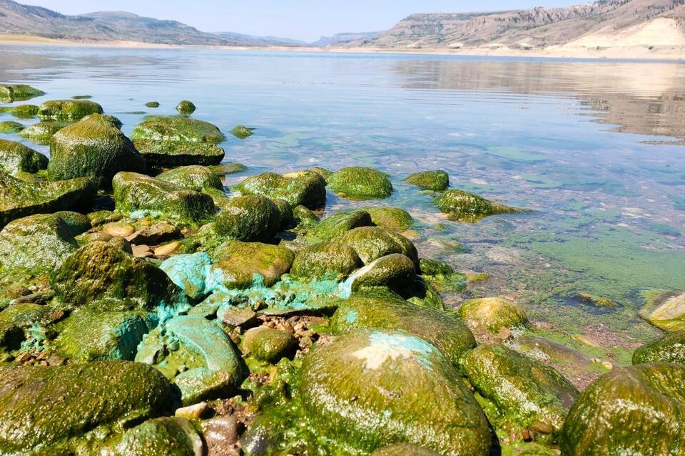 Toxic Algae Has Returned to Colorado's Blue Mesa Reservoir