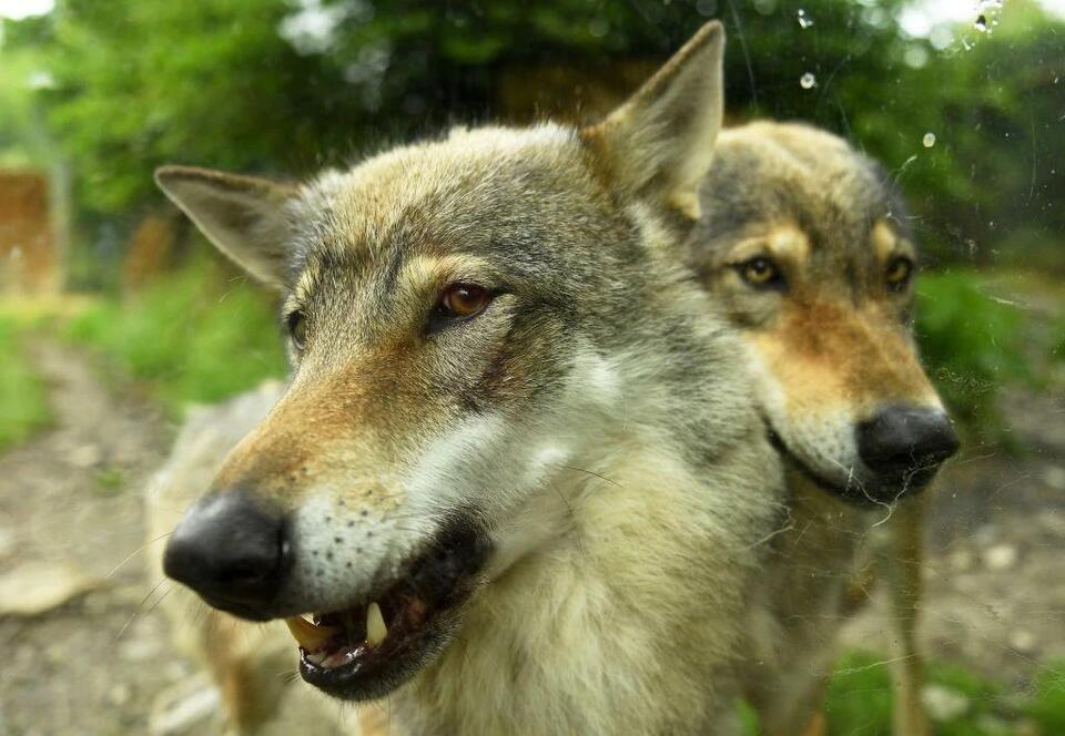 The Guy Who Thought He Could Out Alpha A Wolf Pack - NewsBreak