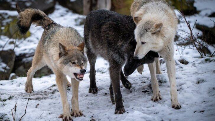 The Intricate Social Structures of Wolf Packs Defy Common Myths - NewsBreak