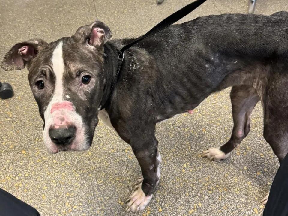 Queens woman charged after dog Puddin found chained with 'spine, ribs