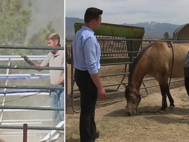 Horse owner speaks out following alleged animal abuse from missing ...
