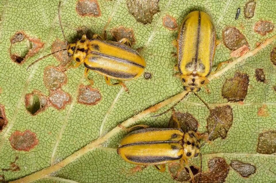 Invasive Insects in New York: What Residents Should Know About 10 ...