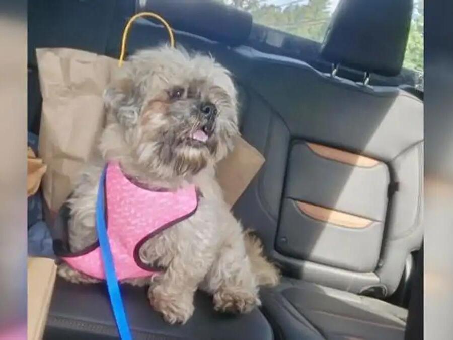 Beloved dog back home in NH after going missing for 2 months