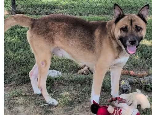 🐶 Evansville Dogs Ready for Adoption and Foster Homes - NewsBreak