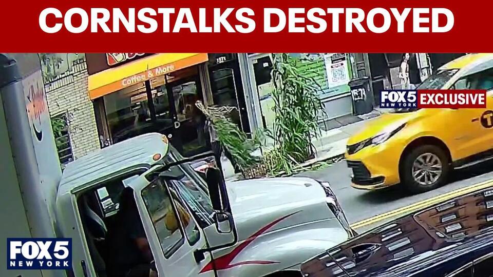 NYC kids' corn project chopped down; exclusive surveillance released
