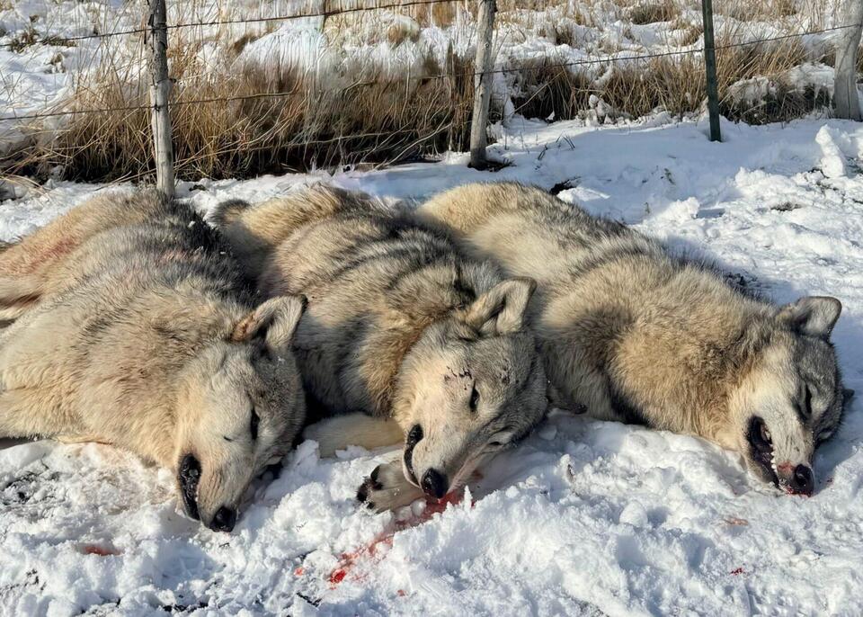 Authorities kill three wolves in northern Utah because of their ...