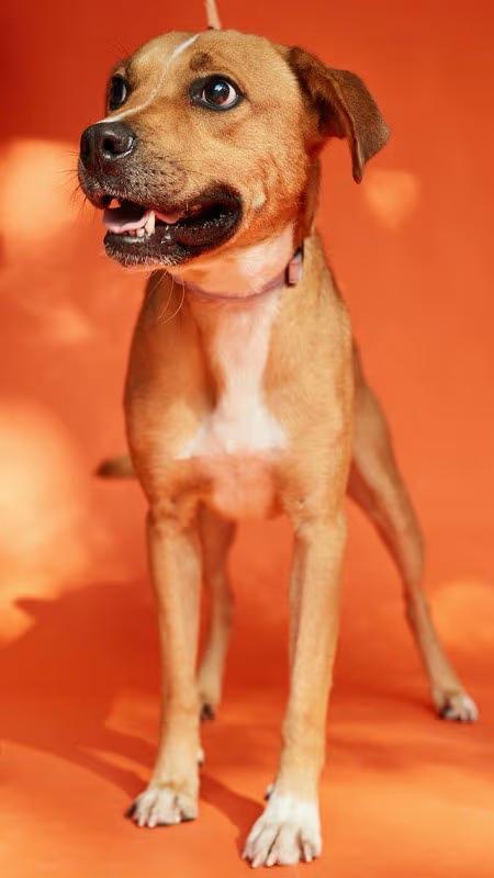 🐶 Gentle, Playful Dogs Waiting for Adoption in Pegram, TN - NewsBreak