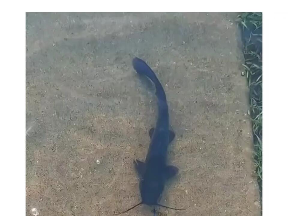 Florida’s flooding and people are getting pet fish and walking them! 