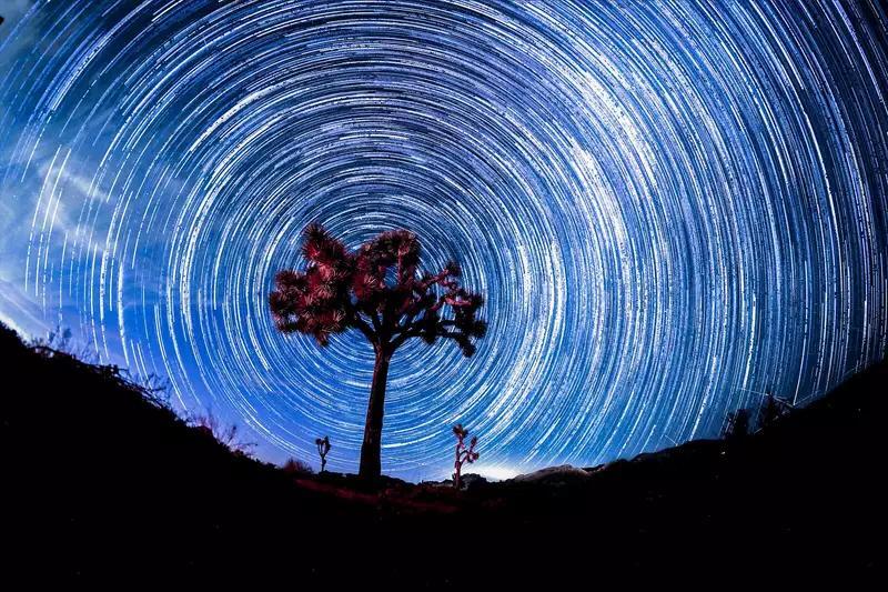 Joshua tree preservation projects scrapped after US blocks funding ...