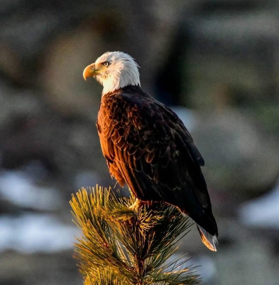 The Most-Watched Bird in America Was Once Among the Last
