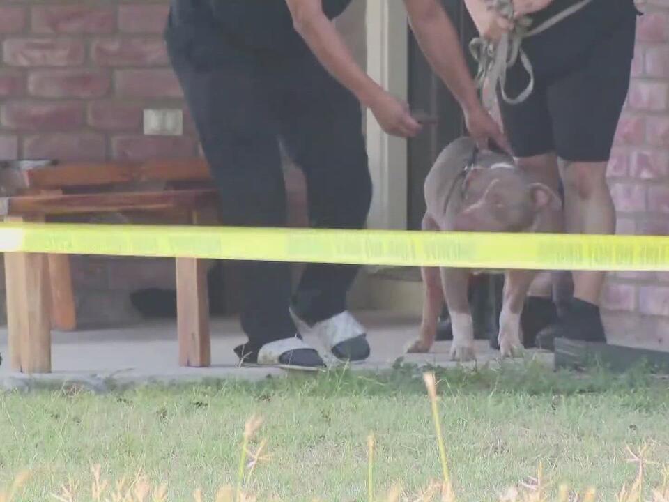 Baby dies after dog attack in Converse home, family says; babysitter in ...