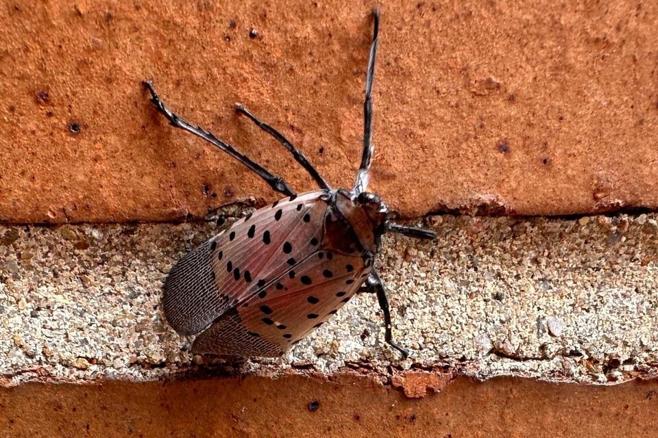 Michigan’s Latest Bug Invader: Spotted Lanternfly Lands in Jackson ...