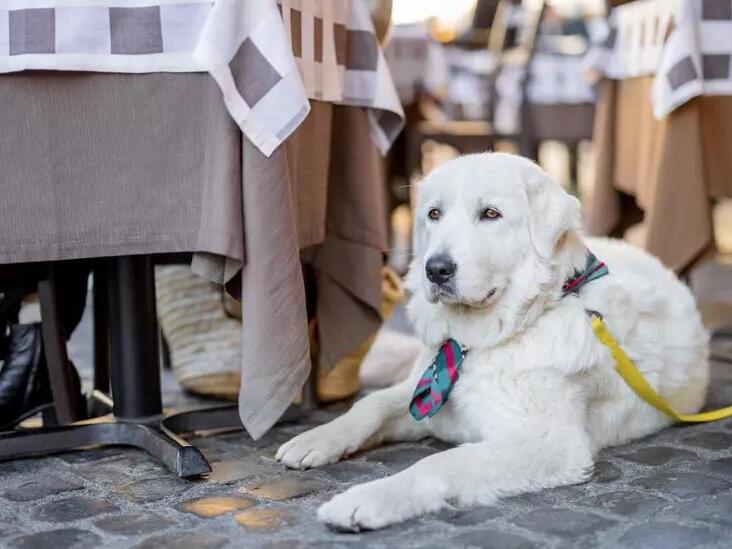In Your Opinion, Should Pets Be Allowed at Local Restaurants?