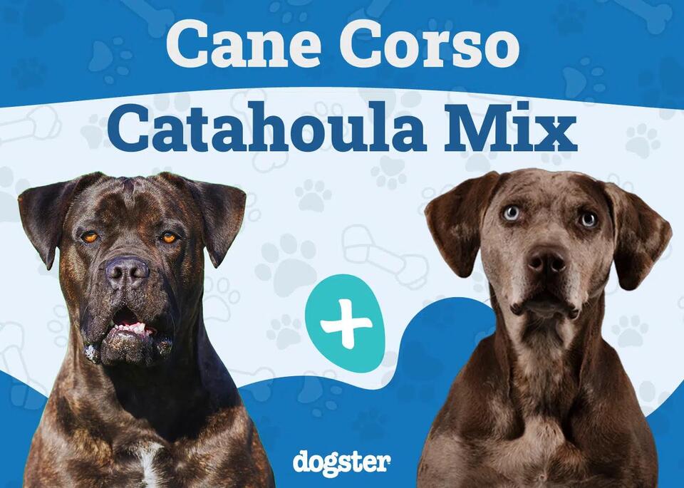 Cane Corso Catahoula Mix: Info, Pictures, Care & More - NewsBreak