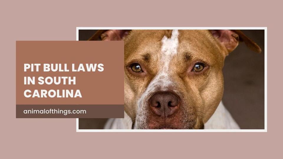 Pit Bull Laws in South Carolina: A Clear Guide to Ownership ...
