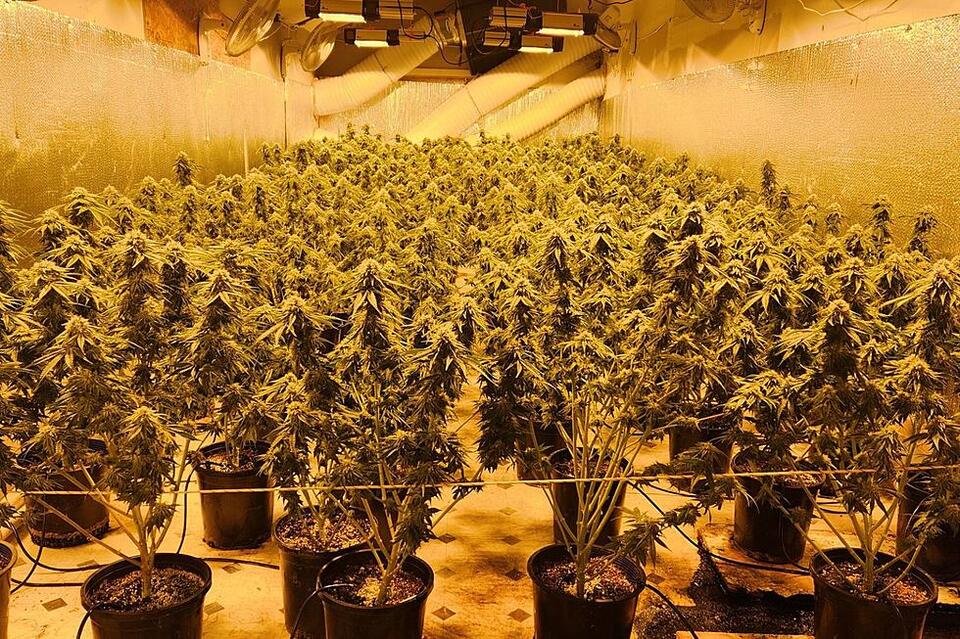 Maine Police Bust Several Illegal Asian Marijuana Grows on Friday ...